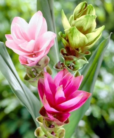 Curcuma-Mischung (Curcuma alismatifolia)  von Bakker auf blumen.de