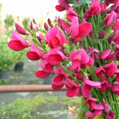 Edelginster `Boskoop Ruby` von Pflanzenwelt Biermann auf blumen.de