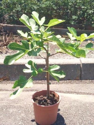 Dänischer Feigenbaum von Der Palmenmann auf blumen.de