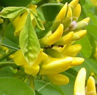 Dalmatinischer Goldregen von Nr-01 Pflanzenversand auf blumen.de