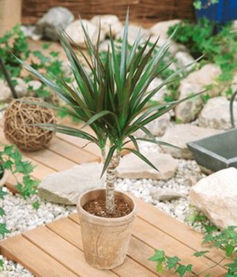 Drachenbaum (Dracaena marginata) von BALDUR-Garten auf blumen.de