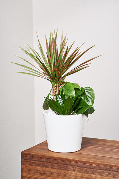 Drachenbaum Kirsten von EVRGREEN.de auf blumen.de