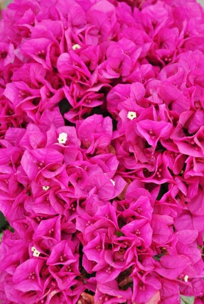 Drillingsblume - Bougainvillea fucsia von Der Palmenmann auf blumen.de