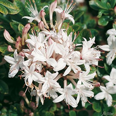 Duft-Azalee ´Sommerduft´ von Garten Schlüter auf blumen.de