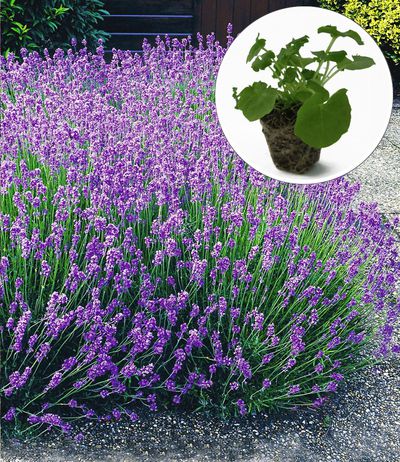 Duft-Lavendel Lavance® von BALDUR-Garten auf blumen.de