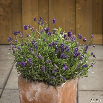 Duft-Lavendel 'Mini Blue' von Garten Schlüter auf blumen.de