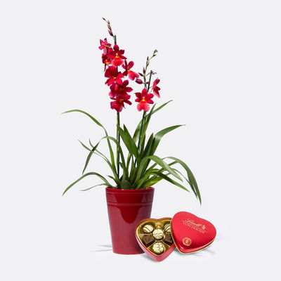 Duft-Orchidee in Rot mit Übertopf  von Blume2000.de auf blumen.de