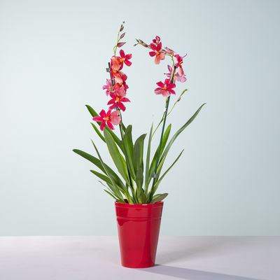 Duft-Orchidee in Rot  von Blume2000.de auf blumen.de