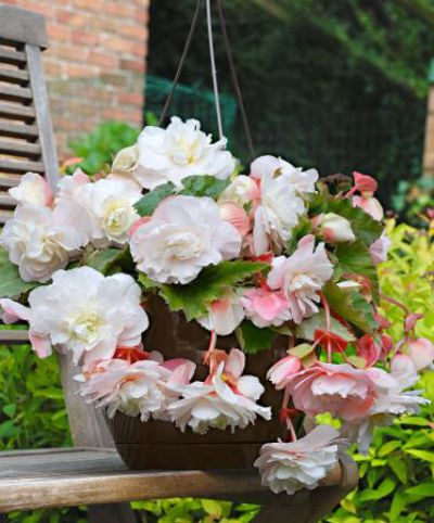 Duftende Hängebegonie von Bakker auf blumen.de