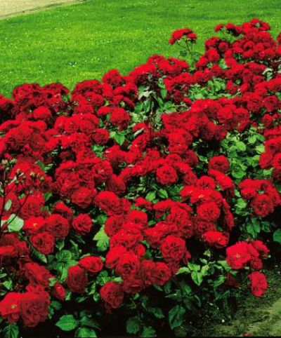 Duftende Heckenrose 'Stromboli' von Bakker auf blumen.de