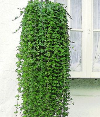 Duftender Indian Mint, (Satureja douglasii)  von BALDUR-Garten auf blumen.de