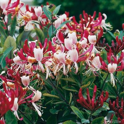 Duftgeißblatt ´Serotina´ von Garten Schlüter auf blumen.de