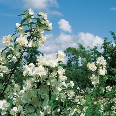 Duftjasmin ´Schneekönig´ von Garten Schlüter auf blumen.de