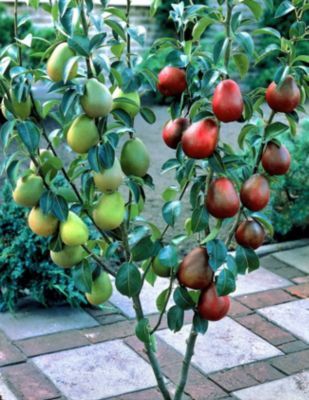 Duo-Birne: Gute Luise + Köstliche von Charneu von GartenXXL auf blumen.de