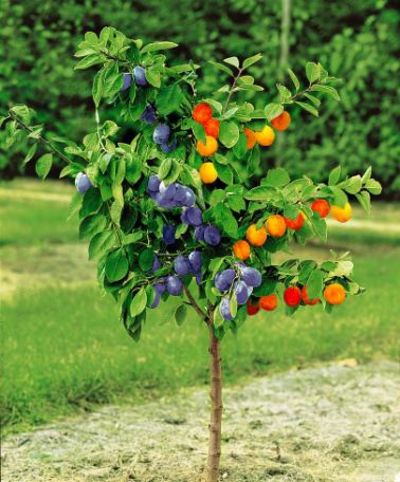 Duo-Obst: Aprikose 'Gold Rich' + Pflaume 'Opal' von Bakker auf blumen.de