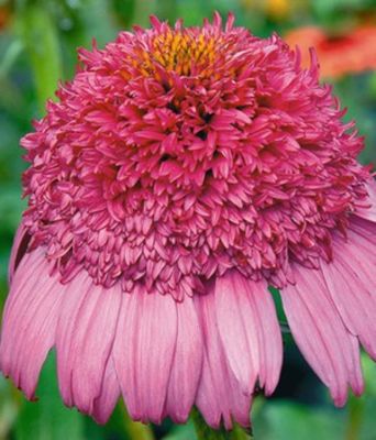 Echinacea ´Gum Drop´ von BALDUR-Garten auf blumen.de