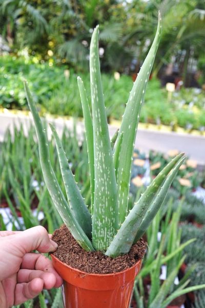 Echte Aloe von Der Palmenmann auf blumen.de