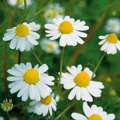 Echte Kamille von Gärtner Pötschke auf blumen.de