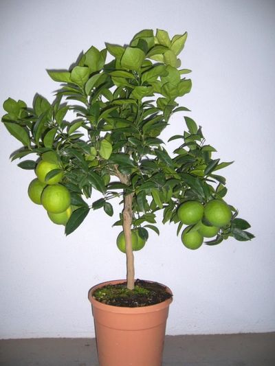 Echter Orangenbaum aus Italien, Citrus sinensis von Der Palmenmann auf blumen.de