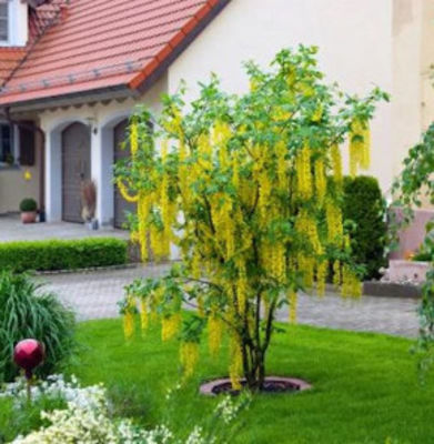 Edel Goldregen  von Nr-01 Pflanzenversand auf blumen.de