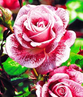 Edel-Rose ´Cameleon´ von BALDUR-Garten auf blumen.de