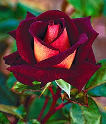 Edel-Rose ´Eddy Mitchell®, Meirysett´ von BALDUR-Garten auf blumen.de