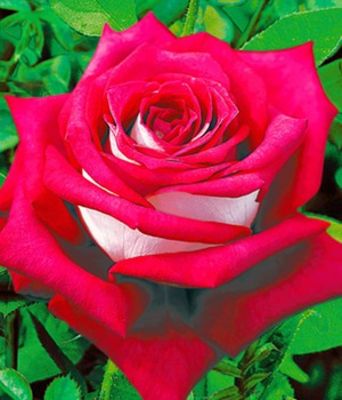 Edel-Rose ´Monica Bellucci®, Meimonkeur´ von BALDUR-Garten auf blumen.de