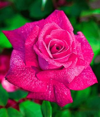 Edel-Rose ´Pierre Cardin®, Meilolipo´ von BALDUR-Garten auf blumen.de