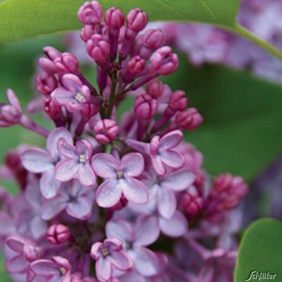 Edelflieder ´Amethyst´ von Garten Schlüter auf blumen.de