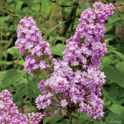 Edelflieder ´Belle de Nancy´ von Garten Schlüter auf blumen.de