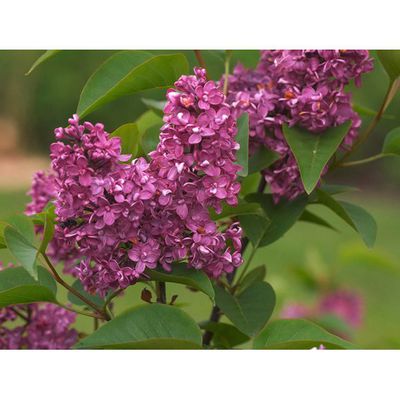 Edelflieder von OBI auf blumen.de