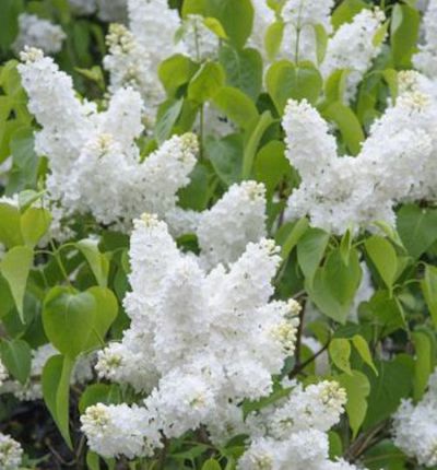 Edelflieder Jeanne d Arc von Nr-01 Pflanzenversand auf blumen.de