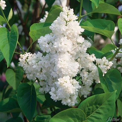 Edelflieder 'Mme Lemoine' - Ein Klassiker von Garten Schlüter auf blumen.de