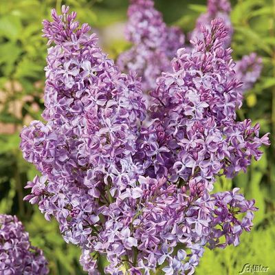 Edelflieder ´Princesse Studza´ von Garten Schlüter auf blumen.de