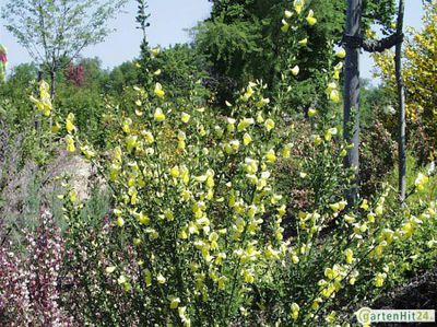 Edelginster 'Luna' von GartenHit24.de auf blumen.de