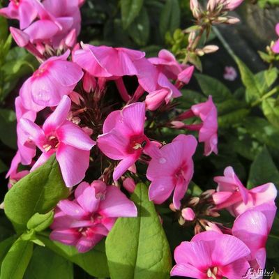 Edelphlox ´Adessa Rose Eye´ von Garten Schlüter auf blumen.de