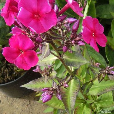 Edelphlox ´Adessa Spec. Purple Star´ von Garten Schlüter auf blumen.de