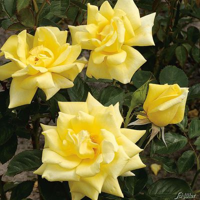 Edelrose ´Berolina´® von Garten Schlüter auf blumen.de