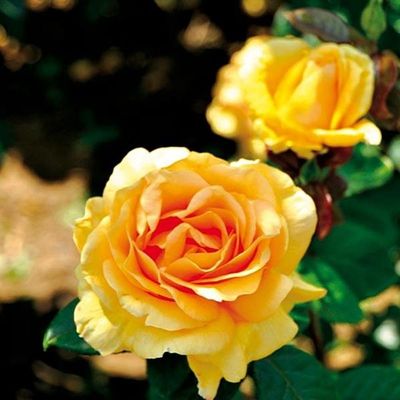 Edelrose ´Golden Lady´ ® von TOM-GARTEN auf blumen.de