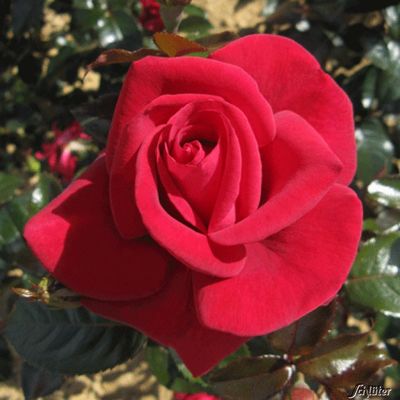 Edelrose ´NIRParfum Grande Classe´ ® von Garten Schlüter auf blumen.de