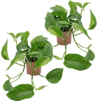 Efeutute ( Epipremnum) von GartenXXL auf blumen.de