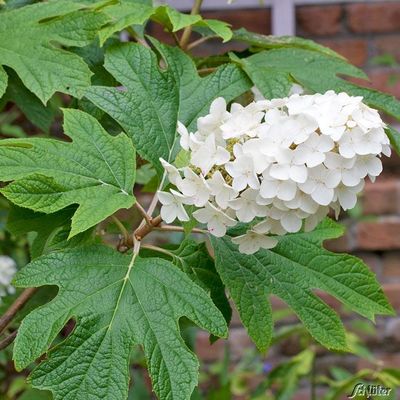 Eichenblatt-Hortensie  von Garten Schlüter auf blumen.de