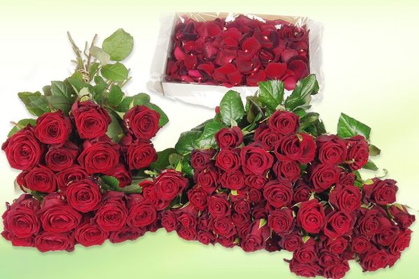 Ein Zimmer aus roten Rosen von Rosenbote.de auf blumen.de