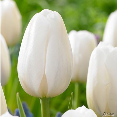 Einfache späte Tulpe ´Clearwater´  von Garten Schlüter auf blumen.de