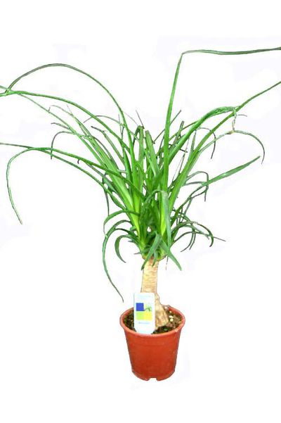 Elefantenfuß,  Beaucarnea  recurvata von pflanzenbringer auf blumen.de