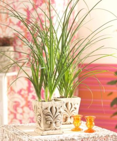 Elefantenfuß von Bakker auf blumen.de