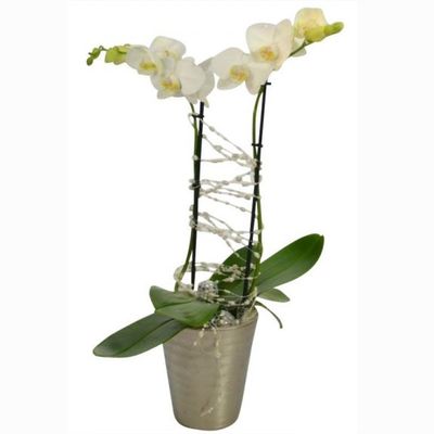 elegante weiße Orchidee von Florito FlowerPost auf blumen.de