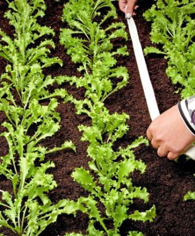 Endivie ’Fijne Krul’ von Bakker auf blumen.de