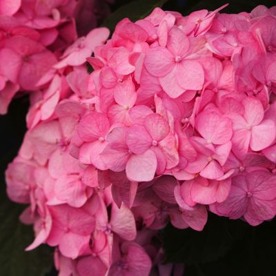Endless-Summer Hortensie Bloomstar Pink-Rosa von TOM-GARTEN auf blumen.de