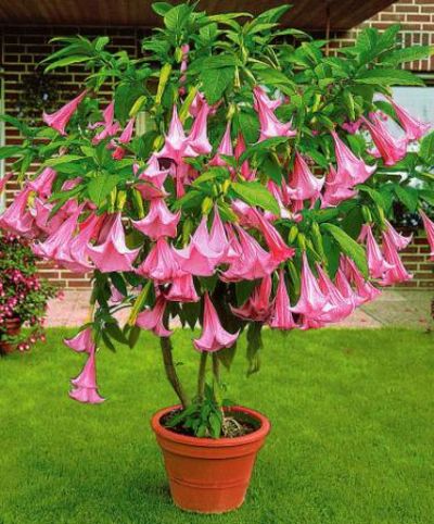 Engelstrompete Rosa (einfach) von Bakker auf blumen.de